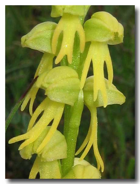 Orchis anthropophora